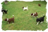Border Collie puppies out of Mindy and Bandit